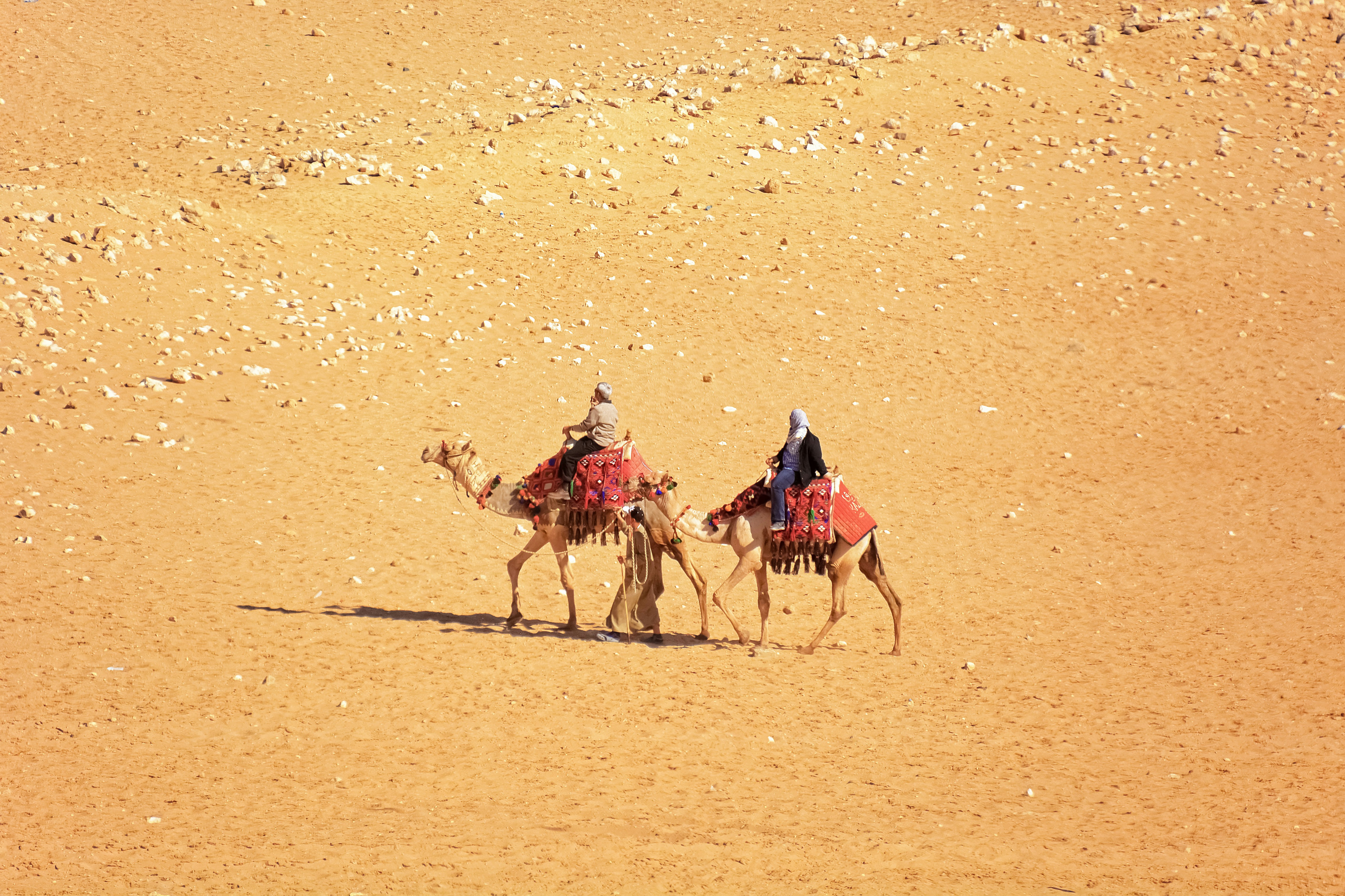 2 brown camels on brown sand during daytime